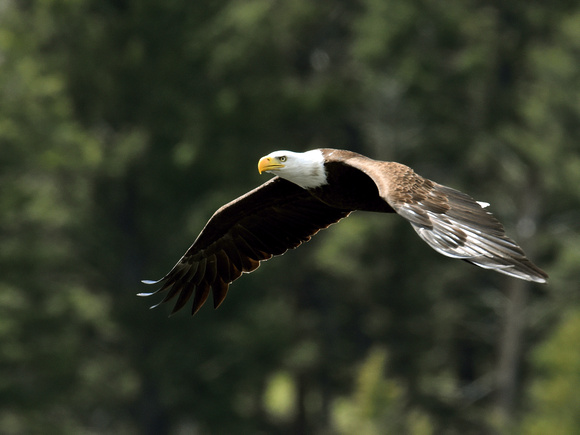 American Bald Eagle (USA)