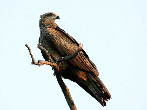 Black Kite (India)