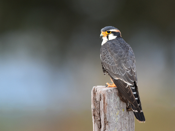 Aplomado Falcon, adult (Brazil)