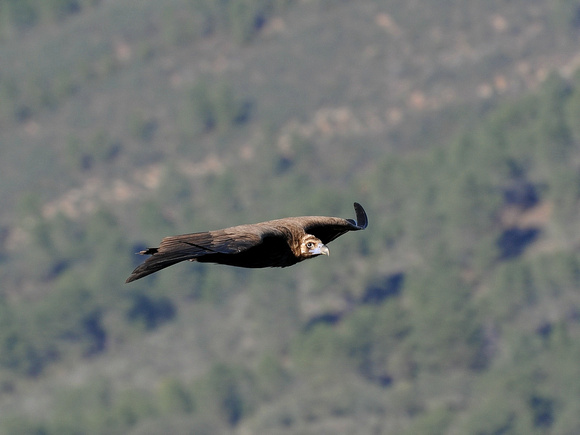 Cinerous Vulture (Spain)