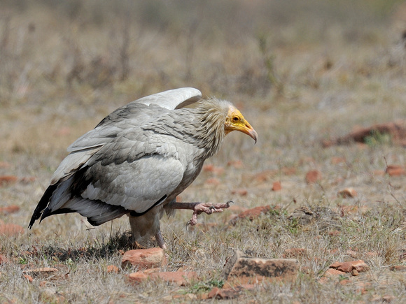 Egyptian Vulture, adult (India)