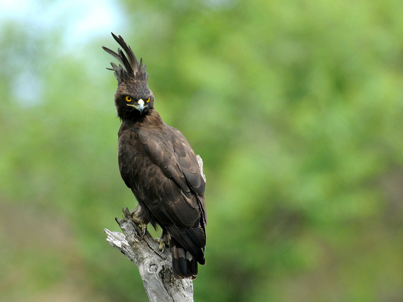Long-crested Eagle (Uganda)
