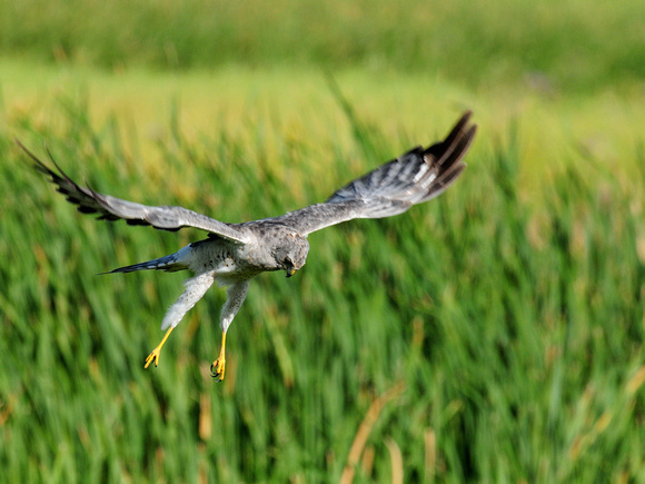 Northern Harrier, male (Canada)