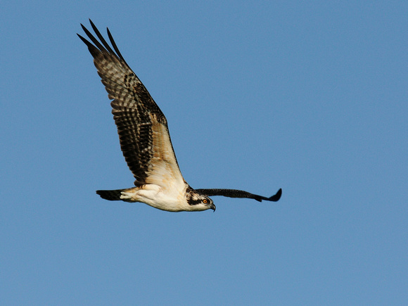 Osprey (USA)