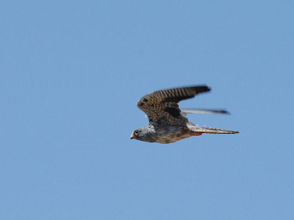 Red-footed Falcon, male (Turkey)