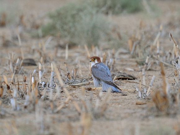 Red-necked Falcon (India)