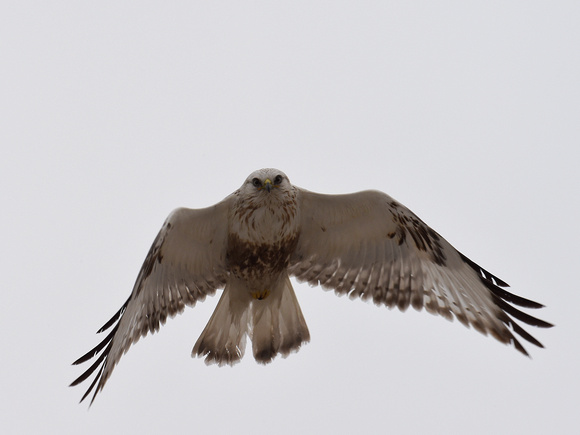 Rough-legged Hawk (Japan)
