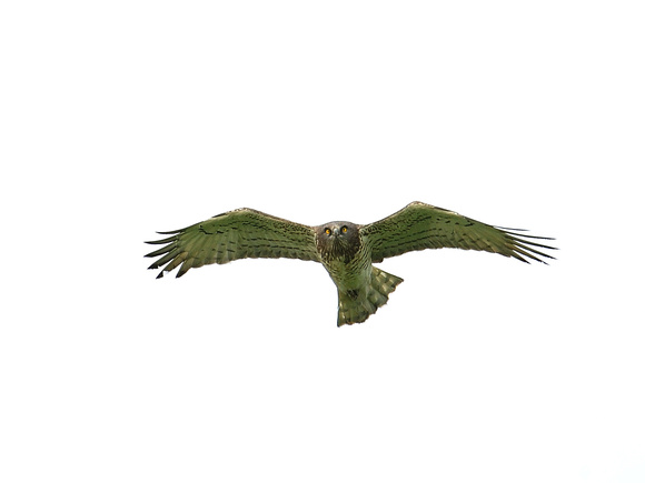 Short-toed Eagle (Spain)