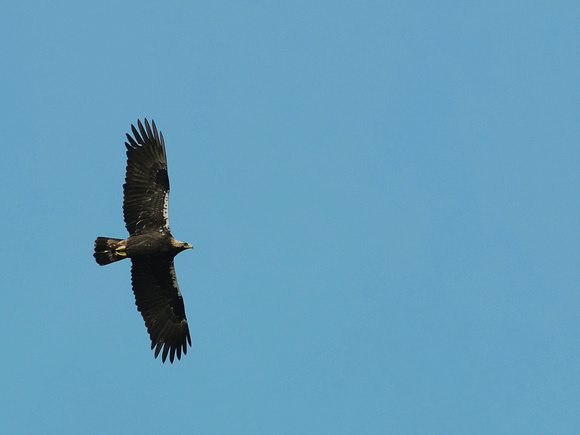 Spanish Imperial Eagle (Spain)