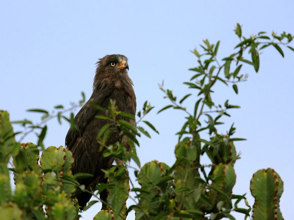 Western banded Snake Eagle (Uganda)