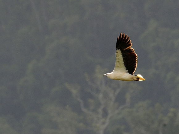 White-bellied Sea Eagle)