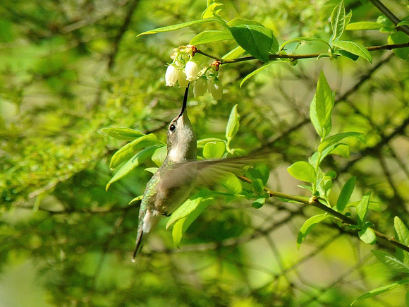 Ruby-throated Hummingbird, female (USA)