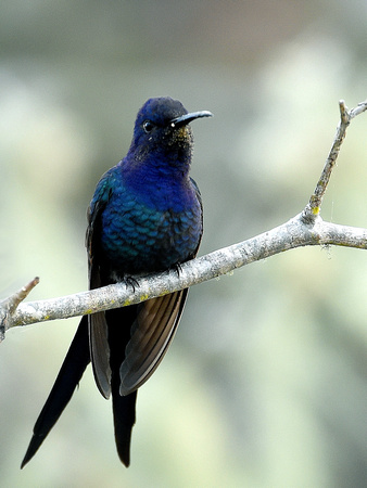 Swallow-tailed Hummingbird (Brazil)