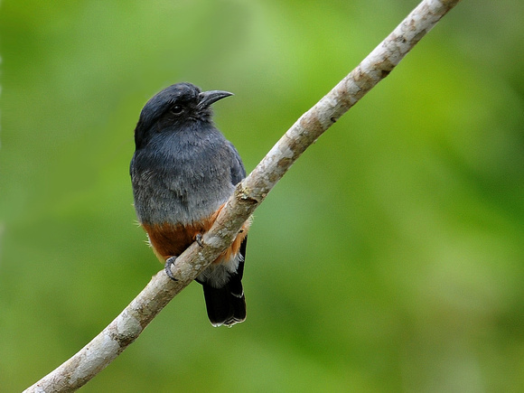 Swallow-winged Puffbird (Ecuador)