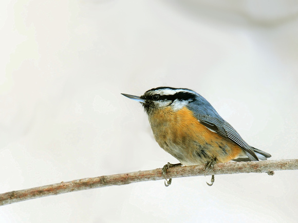 Red-breasted Nuthatch (USA)