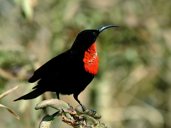 Scarlet-chested Sunbird, male (Kenya)