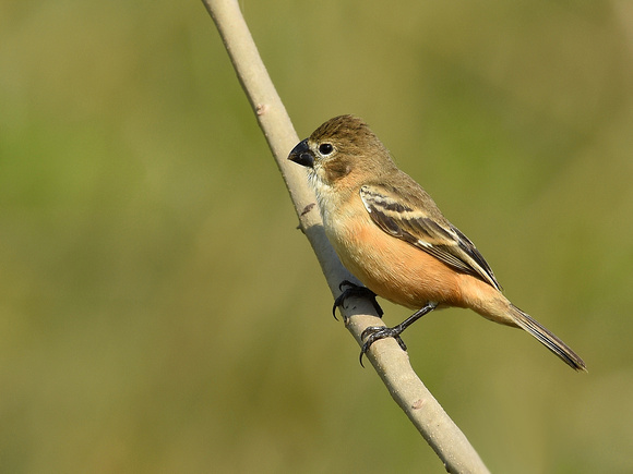 Rusty-collared Seedeater, female (Brazil)
