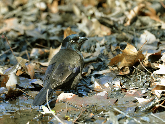 Rusty Blackbird, male (USA)
