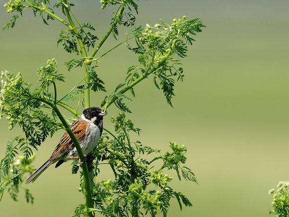 Reed Bunting, male (UNK)