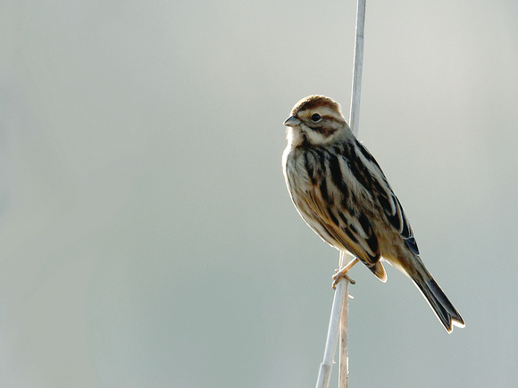 Reed Bunting, female (UNK)