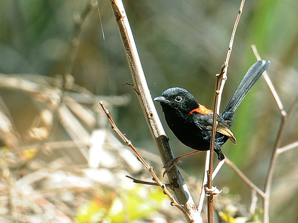 Red-backed Fairywren, male (Australia)