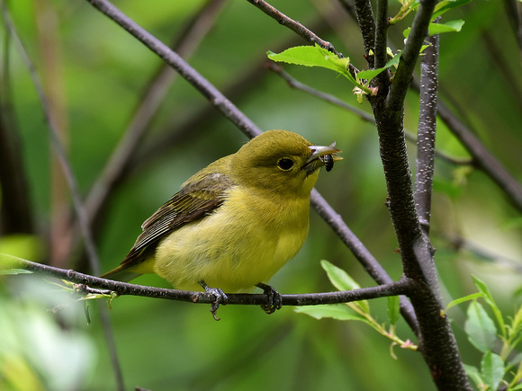 Scarlet Tanager, female (USA)
