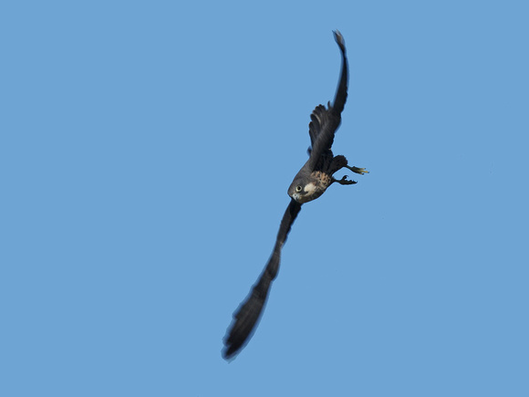 Eleonora's Falcon (Greece)