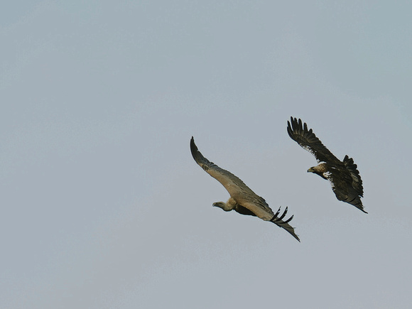 Griffon Vulture and Spanish Imperial Eagle (Spain)