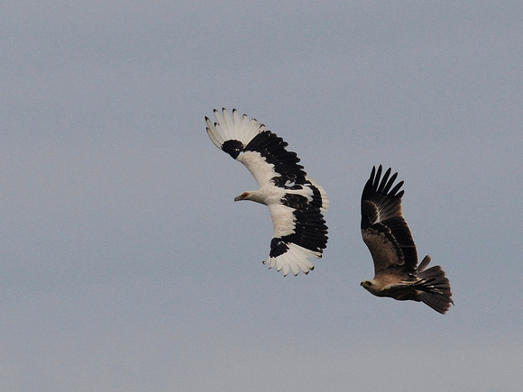 Palm-nut Vulture and Tawny Eagle (Uganda)