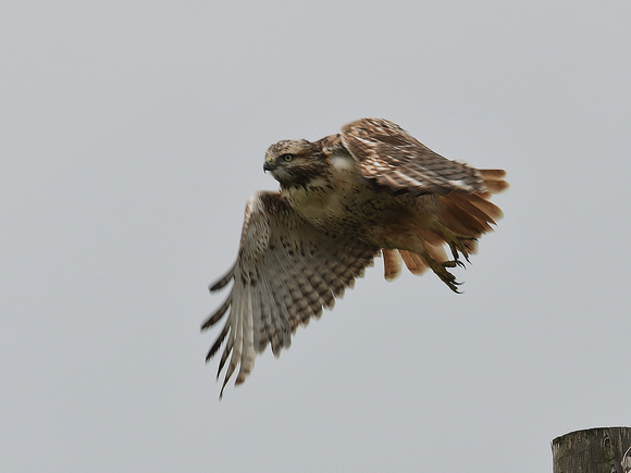 Red-tailed Hawk (USA)