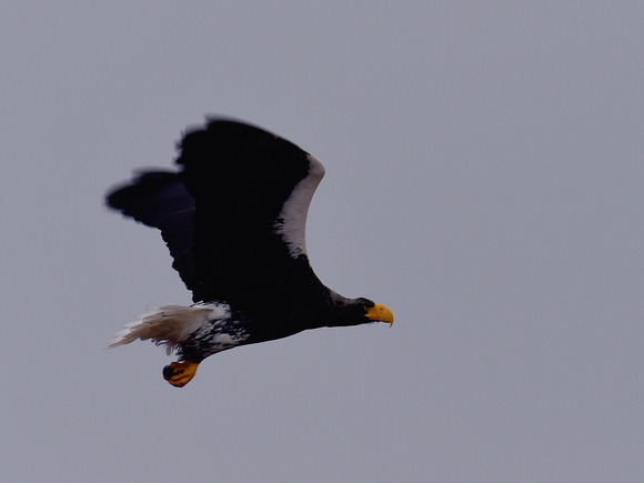 Steller's Sea Eagle (Japan)