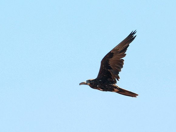 Black Falcon (Australia)