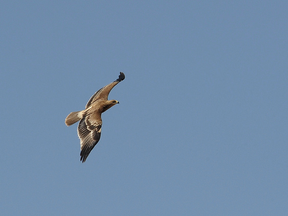 Eastern Imperial Eagle (Oman)