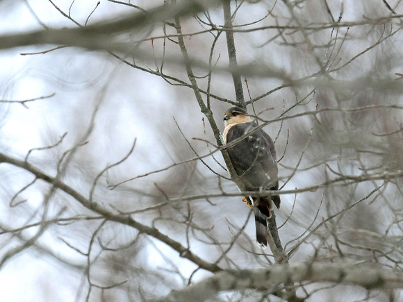 Sharp-shinned Hawk, male (USA)