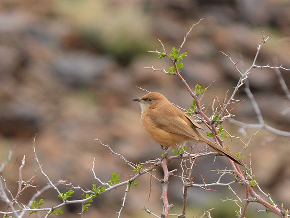 Fulvous Babbler (Morocco)