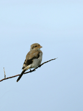 Northern Shrike, juvenile (USA)