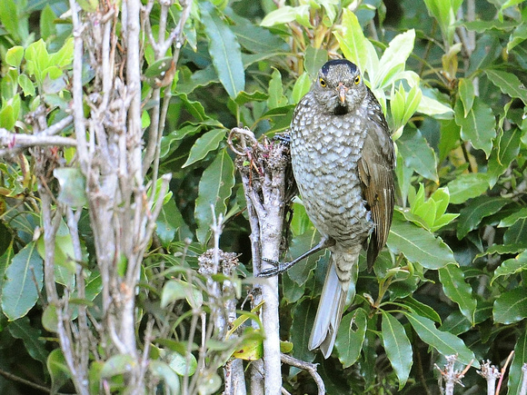 Regent Bowerbird, female (Australia)