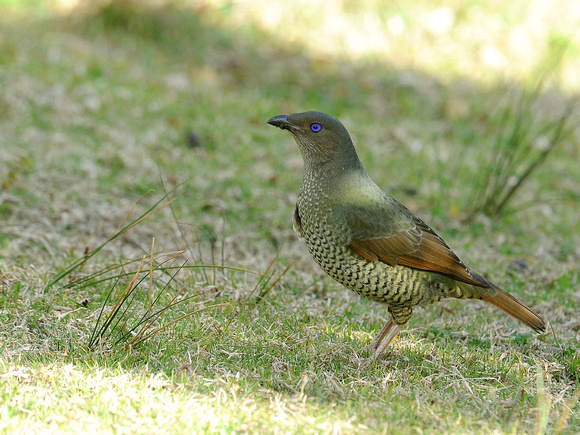 Satin Bowerbird, female (Australia)