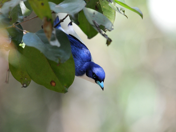 Madagascar Blue Vanga (Madagascar)