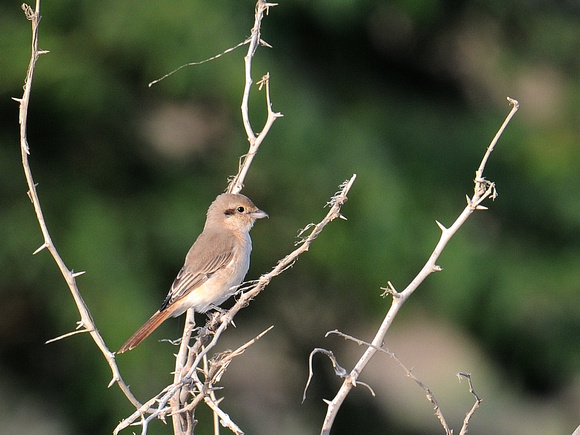 Daurian Shrike (Oman)