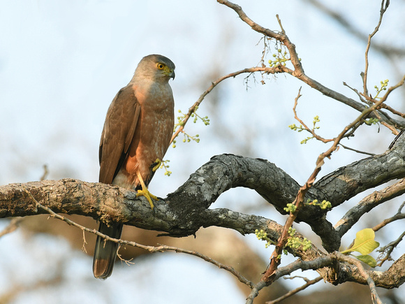 Bicolored Hawk (Brazil)