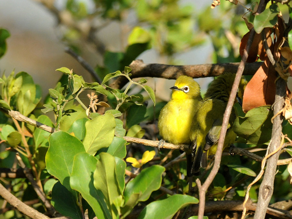 Yellow White-eye (Kenya)
