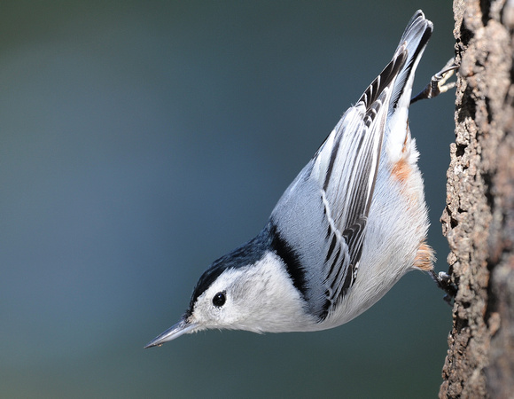 White-breasted Nuthatch (USA)