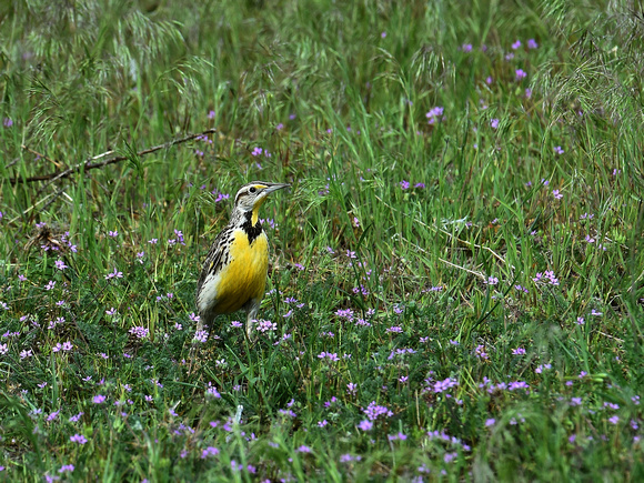 Western Meadowlark (USA)