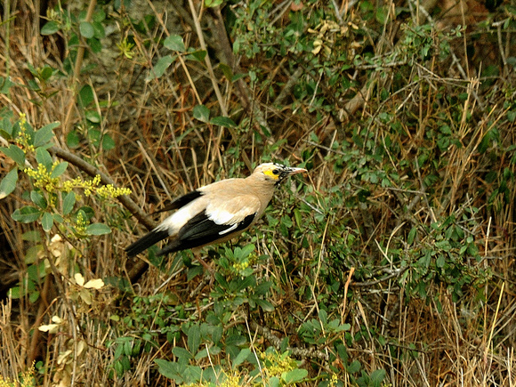 Wattled Starling, adult (Kenya)
