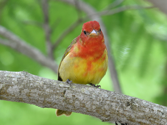 Summer Tanager, male moulting (USA)