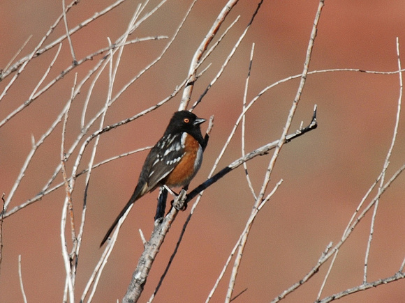 Spotted Towhee (USA)