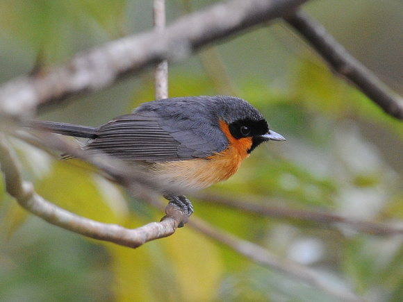 Spectacled Monarch (Australia)