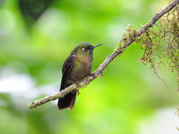 Tyrian Metaltail, male (Ecuador)