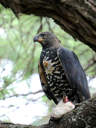 African crowned Eagle, adult (Tanzania)